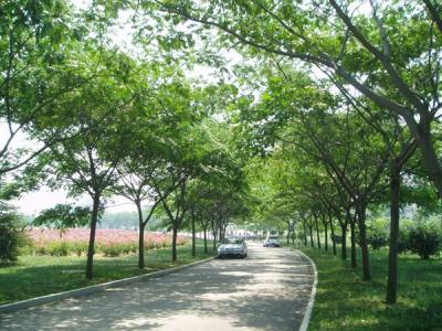 合歡樹為什么叫鬼樹？