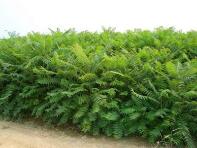 臭椿的壽命有多長(zhǎng)？