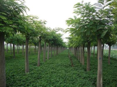 合歡樹小苗應(yīng)該在哪里購買？