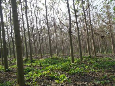 泡桐價值體現(xiàn)在哪些方面？