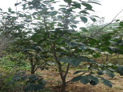 柿子樹(shù)為什么不建議在院子里種？