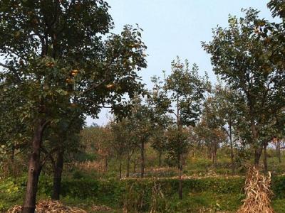 柿子樹的小苗應(yīng)該在哪里購買？