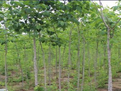 30年的杜仲樹價(jià)格是多少？