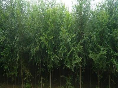 榆樹(shù)為什么不可以在院子里種？