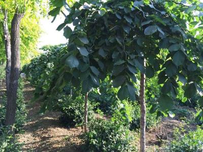 大葉垂榆圖片大全