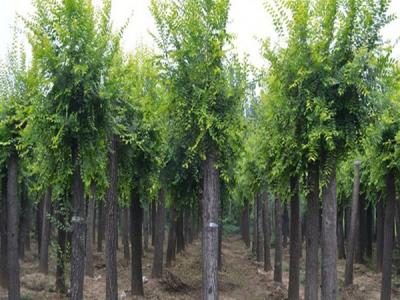 榆樹應(yīng)該種植在哪個(gè)方位？