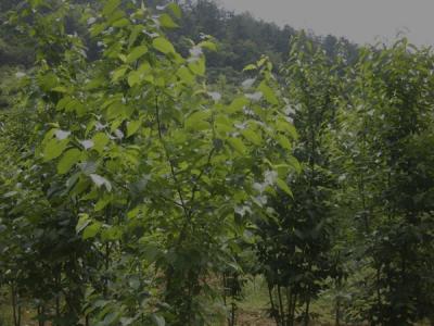 杜仲樹皮怎么采收，什么時(shí)候采收？