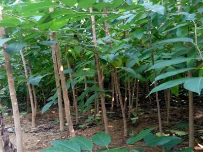 杜仲樹(shù)的產(chǎn)地在哪里？