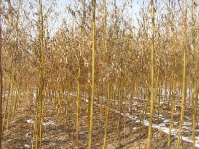 黃皮柳的小苗去哪里購(gòu)買？