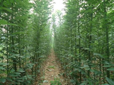 香花槐和刺槐有什么區(qū)別？