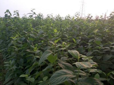 杜仲樹(shù)的藥用價(jià)值體現(xiàn)在什么方面？