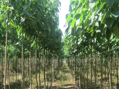 楸樹(shù)都有什么用，功效是什么