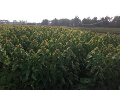 楸樹有什么特征，有什么用途