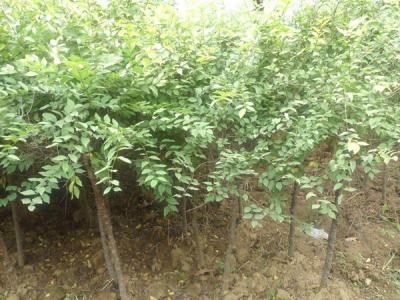 榆樹可以嫁接哪些品種？