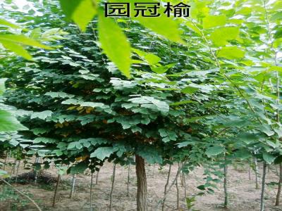 圓冠榆受歡迎的原因是什么，有什么特征？