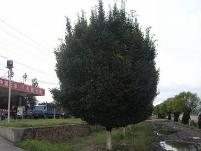 圓冠榆葉片脫落什么原因，怎么辦