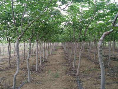 長枝榆有著什么樣的生長特點，如何合理養(yǎng)護呢