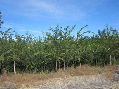 長枝榆小苗去哪買，價格如何