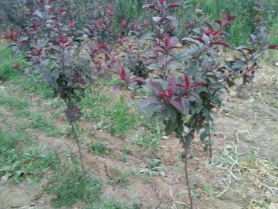 10公分紫葉矮櫻小苗價格是多少，去哪買