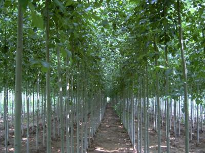 速生楊和毛白楊有什么區(qū)別？