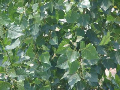 毛白楊在我國受歡迎的原因是什么，優(yōu)點有哪些？