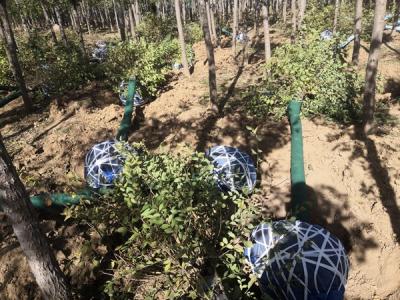 圓冠榆嫁接時(shí)砧木如何選擇？