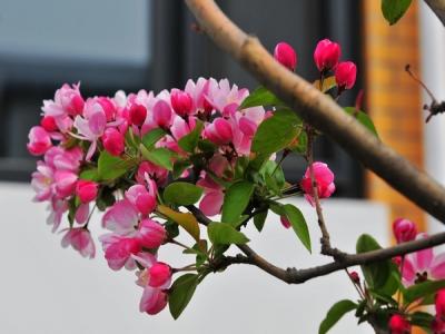 西府海棠如何繁殖，常見的繁殖方式是什么