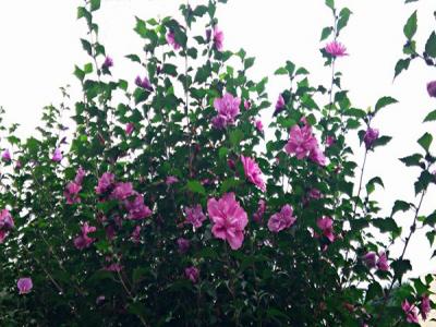 木槿花什么顏色，什么時(shí)候開(kāi)