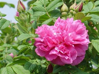 四季玫瑰常見的繁殖方式是什么，應(yīng)該注意些什么