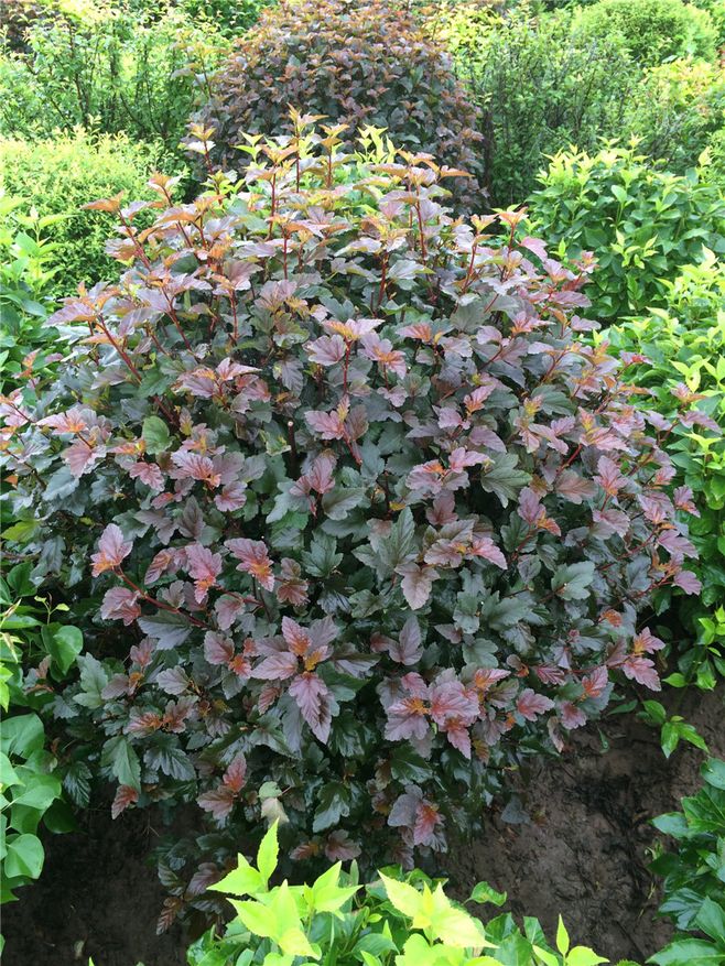 紫葉風箱果 紫葉風箱果