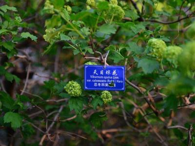 天目瓊花這味藥藥效如何體現(xiàn) ？