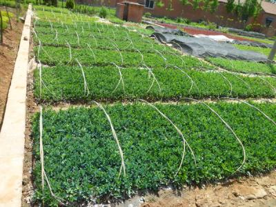 大葉黃楊的園林和經(jīng)濟價值如何具體體現(xiàn)