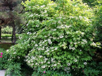 應(yīng)該如何區(qū)別天目瓊花以及瓊花 ？