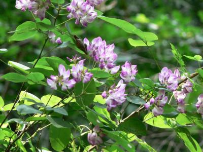 胡枝子的藥用保健價(jià)值