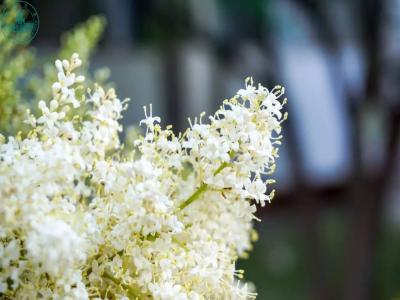 暴馬丁香的生長(zhǎng)和栽培過程需要注意些什么 ？