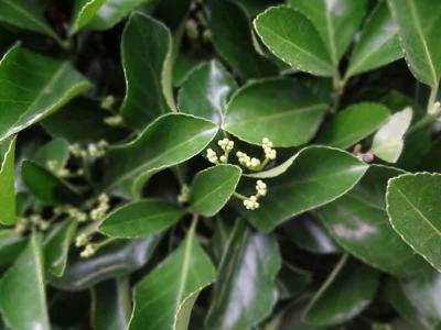 大葉黃楊的水肥管理和養(yǎng)護(hù)過程之中需要注意哪些細(xì)節(jié) ？