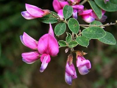 胡枝子的花語是什么？