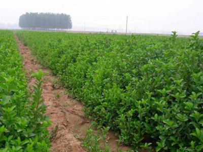 大葉黃楊不能在家里種，有什么原因 ？