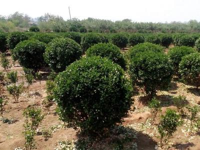 大葉黃楊小苗應(yīng)該去哪里購買比較好 ？