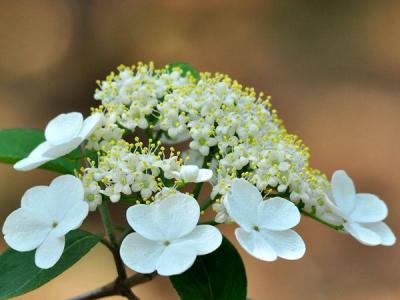 天目瓊花如何繁殖注意些什么 ？