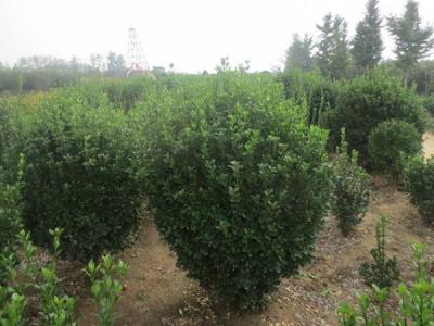 大葉黃楊的風(fēng)水寓意是什么 ？