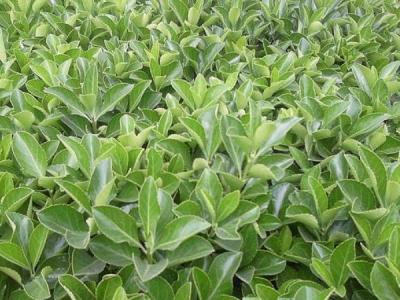 為什么自己家里并不推薦大家種植大葉黃楊 ？