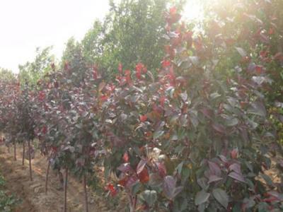 為什么說(shuō)紅寶石海棠不適合種在家里 ?