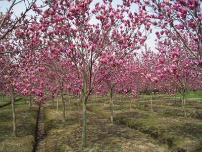 紅玉蘭在我國的地位如何 ？