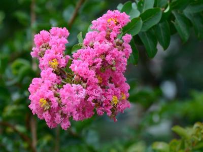 紫薇的花語是什么代表了什么 ？