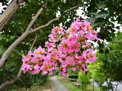 常見的紫薇全身都是寶，這些藥用價值你知道嗎 ？