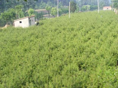 白皮松常見的繁殖方式包括什么 ？