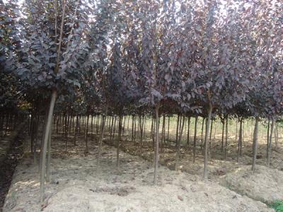 紅葉李在哪購(gòu)買