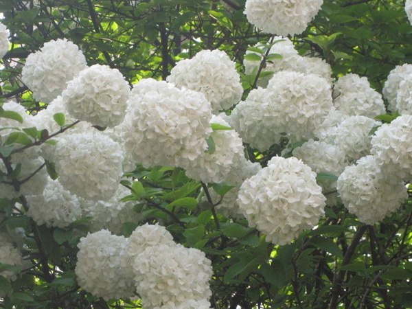 1619880126424069.jpg 2aa09e609a2ca0d0.jpg