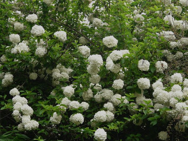 1619880223585400.jpg 10b65f402e0e9355.jpg